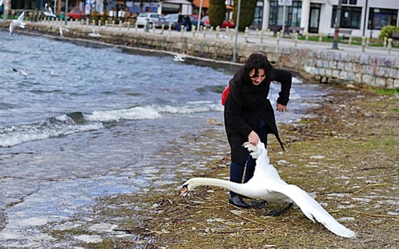 Turista mata um cisne após tirar selfies com ele! Será verdade? Foto: Reprodução/Facebook)