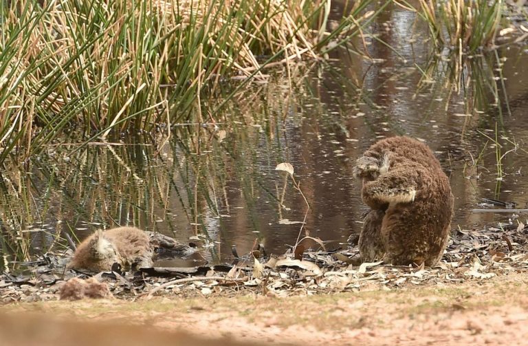 Foto mostra um coala velando um outro coala morto pelos incêndios na Austrália?