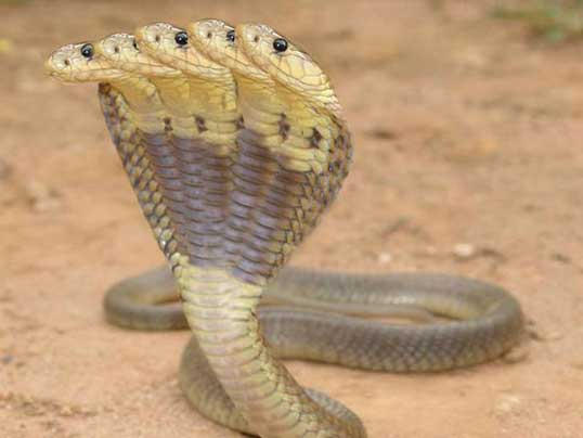 Cobra rara de cinco cabecas - foto 4