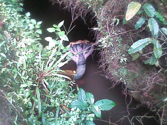 Cobra de cinco cabeças? Verdadeiro ou falso?