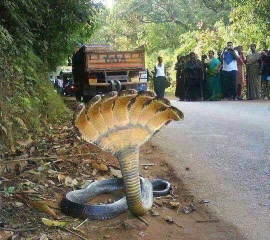 Cobra de 7 cabeças é o anúncio da volta de Cristo?