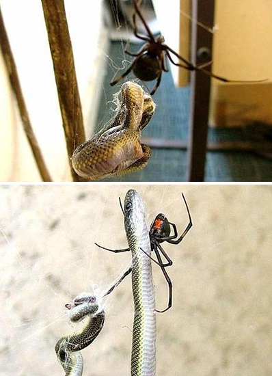 Cobra é devorada por aranha! Verdadeiro ou farsa?