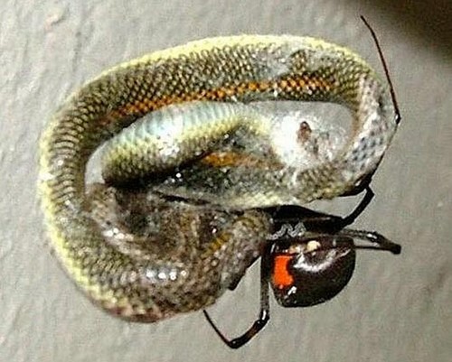 Recepcionista flagra cobra sendo devorada por aranha! Será?