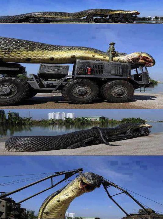 Cobra gigante é capturada no Mar Vermelho