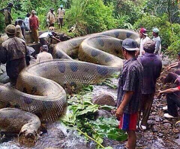 Cobra gigante teria sido encontrada e morta em Rondônia! Será verdade? (Foto: Reprodução/Facebook)