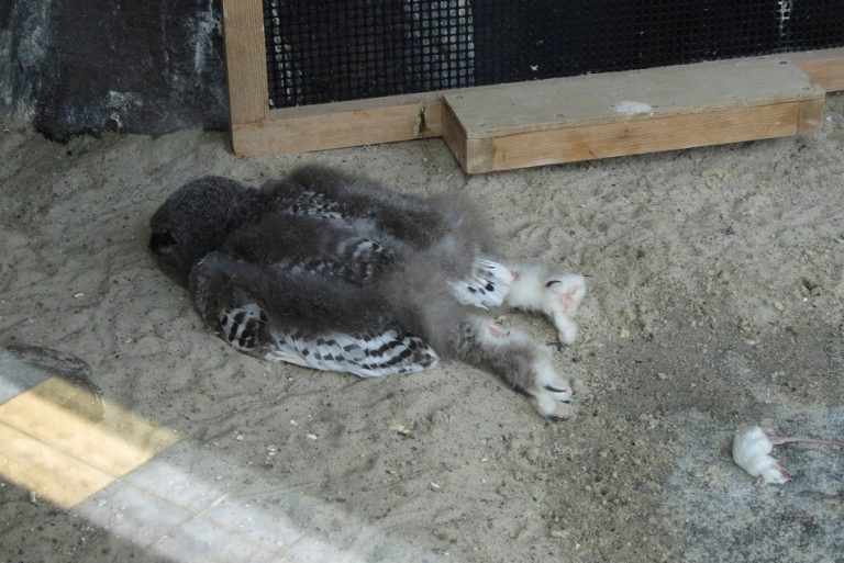 Foto de uma jovem coruja dormindo de bruços é verdadeira ou falsa?