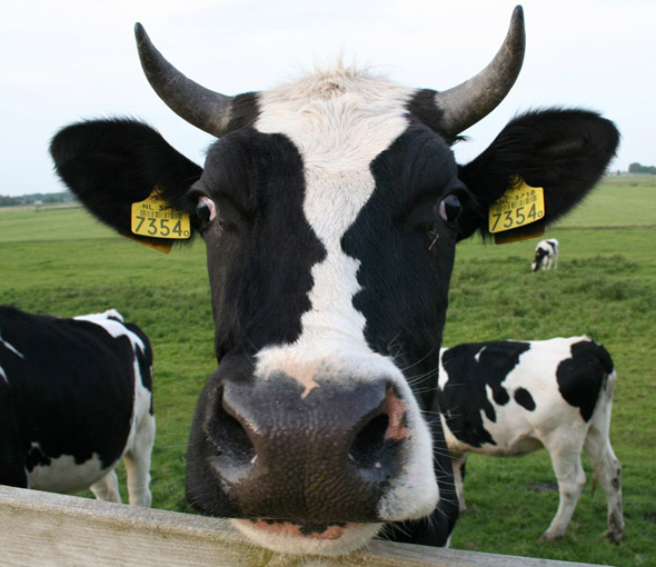 Ilusão de ótica: dois rostos na cabeça de uma vaca!