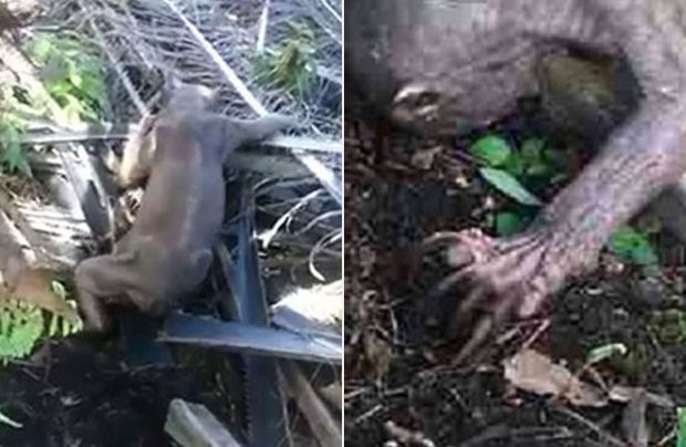 Estranho animal teria sido encontrado por trabalhadores na Ilha de Bornéu! O que será? (foto: reprodução/YouTube)