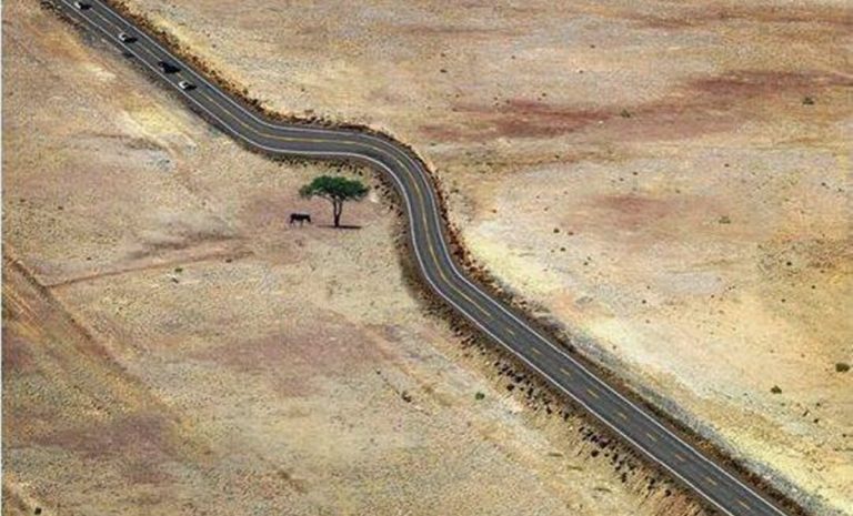Uma estrada foi desviada para salvar uma árvore nos Estados Unidos! Será verdade?
