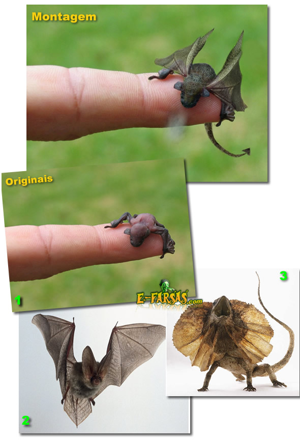 1 – Microbat (foto: Andrew Burton) 2 – Morcego (foto: DK Images)  3 – Lagarto de Gola (foto: DK Images)