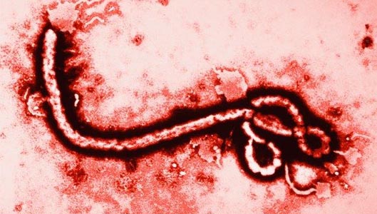 Vírus do Ebola! (foto: Divulgação)