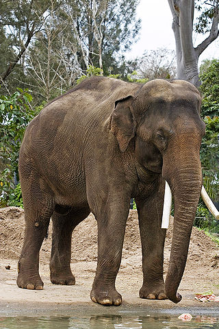 Elefante africano (Wikipédia)