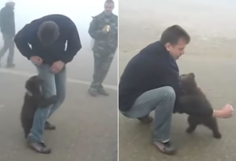 Vídeo mostra um filhote de urso abraçando um homem que o salvou de um incêndio?