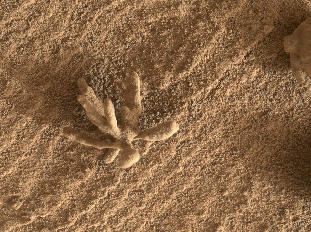 A sonda Curiosity encontrou uma flor em Marte?