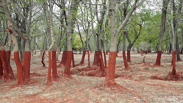 Foto da floresta de duas cores é manipulada ou não?