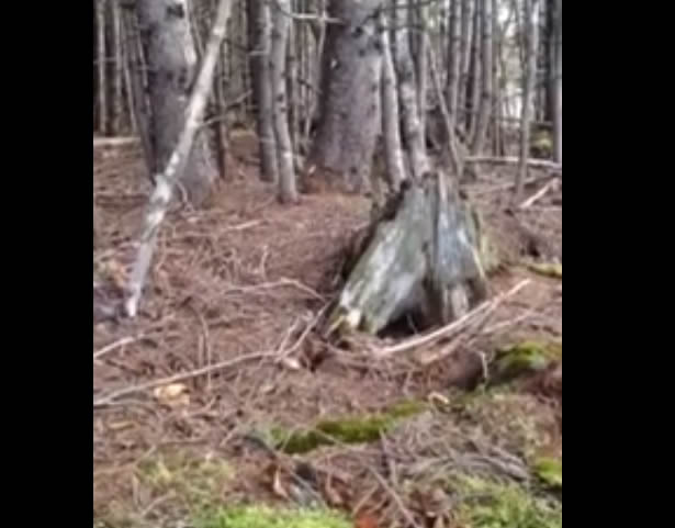 Vídeo mostra a floresta respirando! Será?