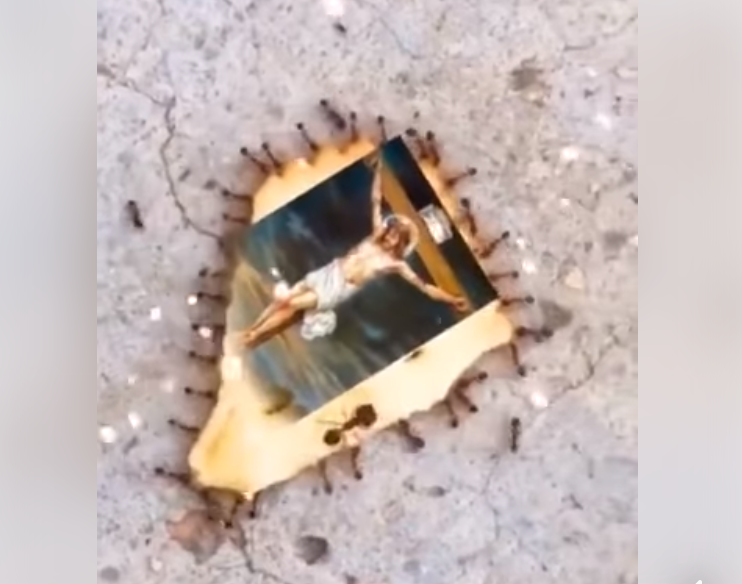 Formigas são filmadas carregando pano com imagem de Jesus! Será verdade?