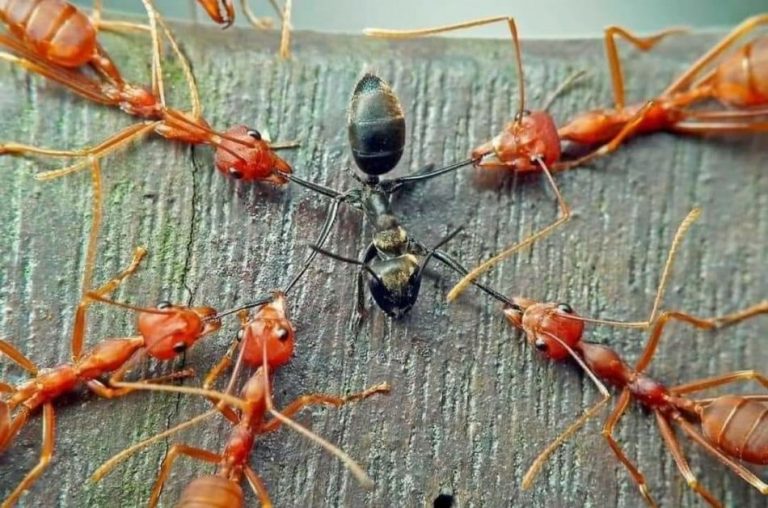 A verdade sobre a “fábula” das formigas vermelhas e pretas que viralizou nas redes sociais!