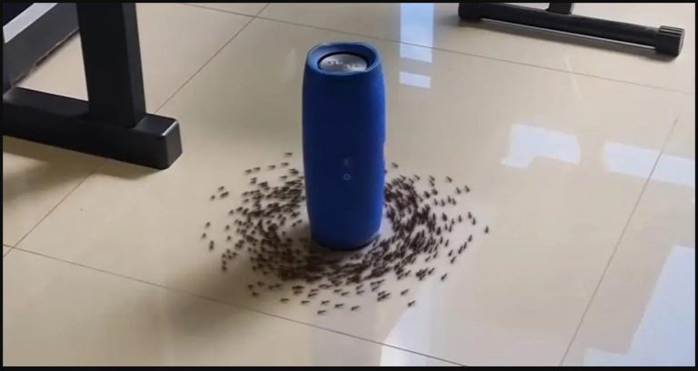 O vídeo das formigas circulando ao redor de uma caixinha de som é verdadeiro ou falso?
