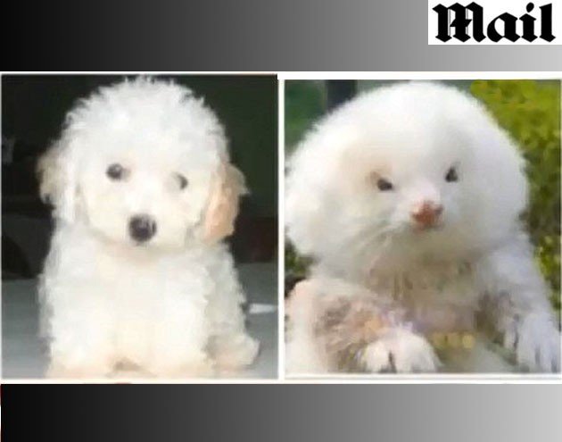 Poodle toy e o furão que foi vendido em seu lugar! História verdadeira ou falsa? (Reprodução/Daily Mail)