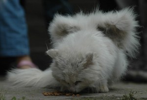 Gato alado aparece na China. Será verdade? (foto: Reprodução/Facebook)