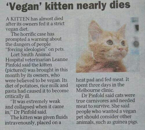 Gato quase morre por causa de dieta vegana!