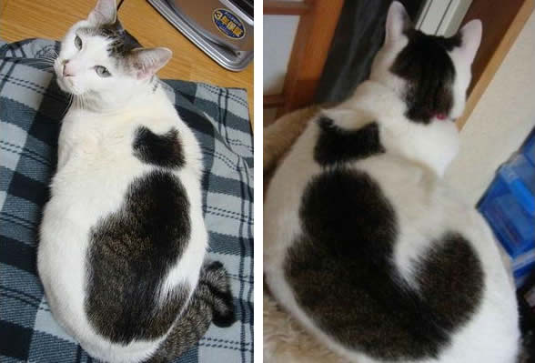 gato mancha em forma de gato