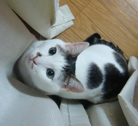 gato tem mancha em forma curiosa