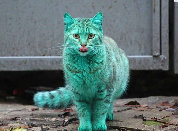 Verdadeiro ou falso? Gato verde é encontrado na Bulgária!