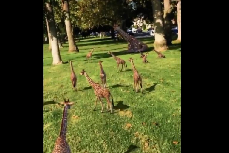 Vídeo mostra dezenas de bebês girafas! Será verdade?