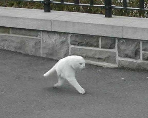 Google Street View flagra um “meio gato”! Verdadeiro ou falso?