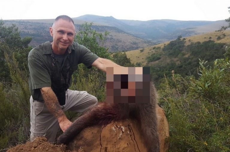 Leões comeram um caçador vivo após ele matar três famílias de babuínos?