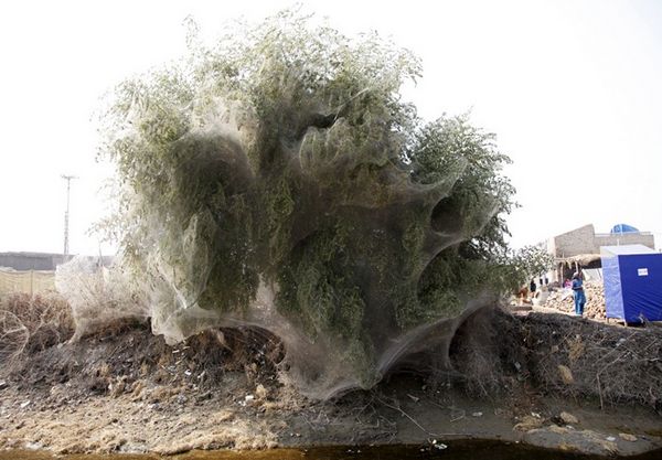 Árvores cobertas de teias de aranha no Paquistão - Foto 1