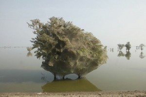 Árvores cobertas de teias de aranha no Paquistão - Foto 2