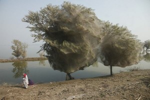 Árvores cobertas de teias de aranha no Paquistão - Foto 3
