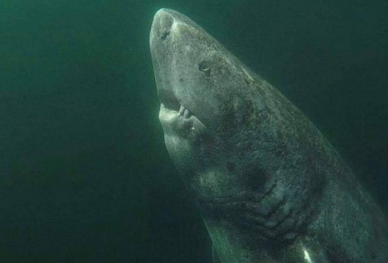Foto mostra um tubarão-da-Groenlândia de 400 anos de idade?