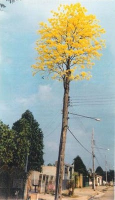 Ipe amarelo teria renascido depois de ter sido cortado virado poste de luz!