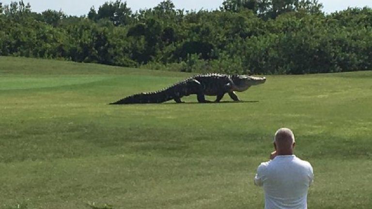 Jacaré gigante atravessa campo de golfe na Flórida! Será verdade?