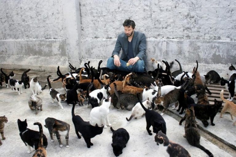 O ator Keanu Reeves salvou gatos da eutanásia?