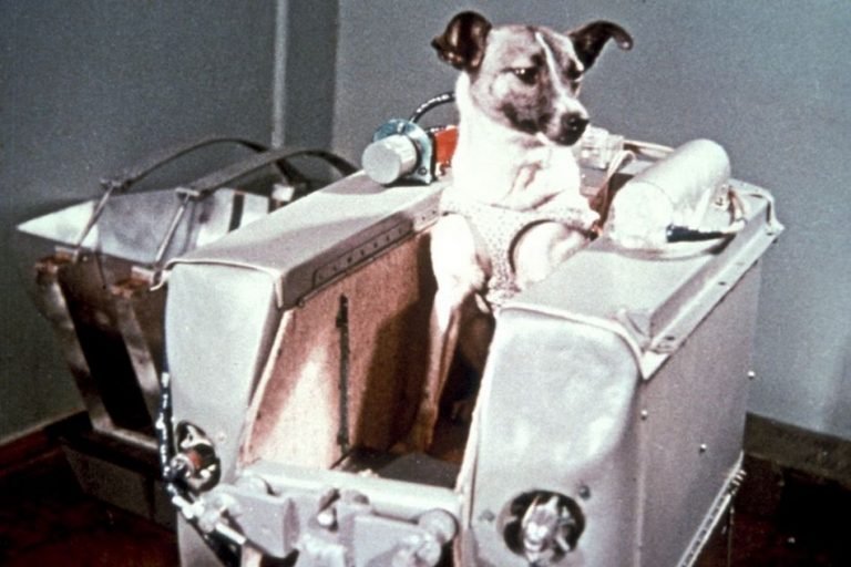 Será verdade que a cadela Laika foi o primeiro ser vivo lançado ao espaço?