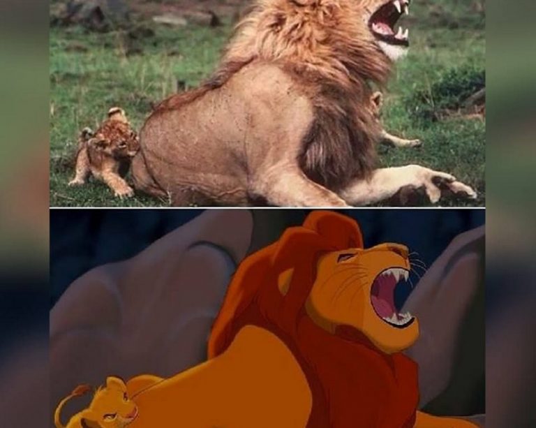 Foto de um filhote de leão inspirou uma das cenas do filme “O Rei Leão”?