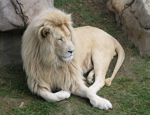 Leão branco (Reprodução)