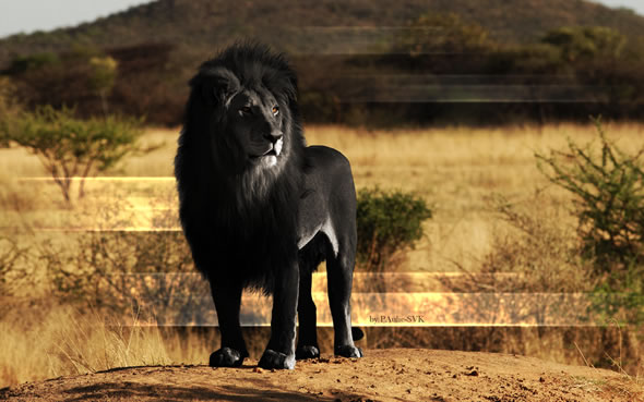 Leão negro (outra montagem)