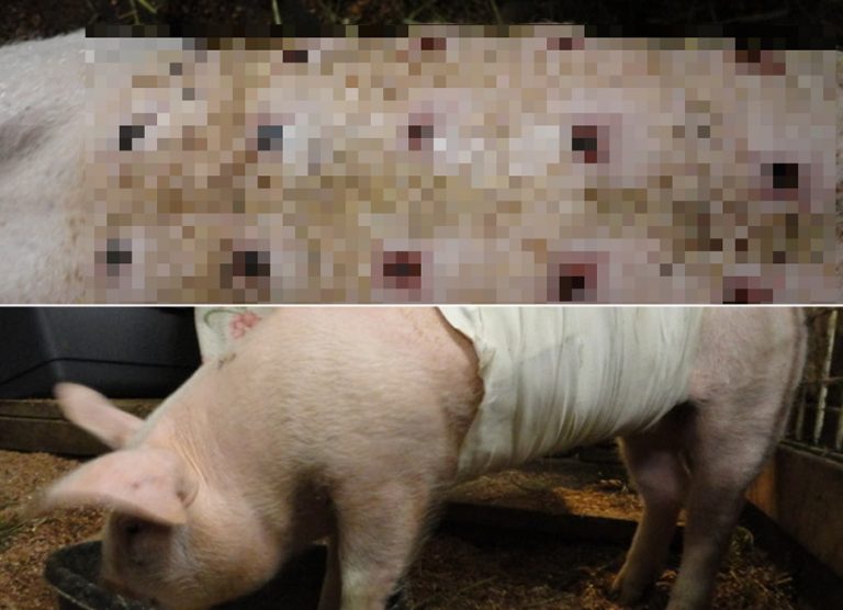 Uma porquinha foi vítima de um experimento cruel envolvendo queimaduras?