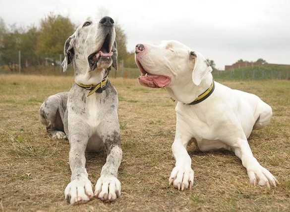 A dupla inseparável se separou, infelizmente! 