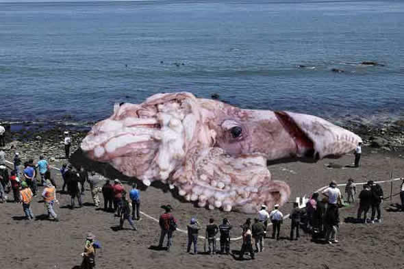 Lula gigante teria de 160 pés de comprimento teria sido encontrada em uma praia da Califórnia! Verdadeiro ou falso? (foto: reprodução/Facebook)