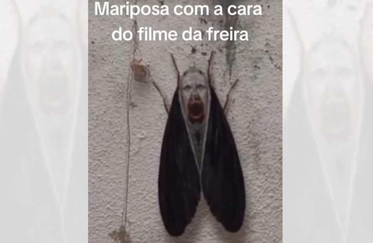 Mariposa com desenho parecido com o rosto de A Freira! Será verdade?