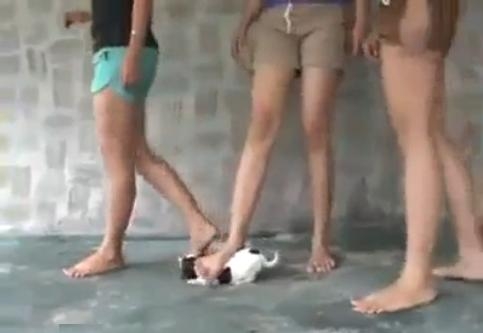 Vídeo mostra três crianças matando um filhote de cachorro. Será verdade?