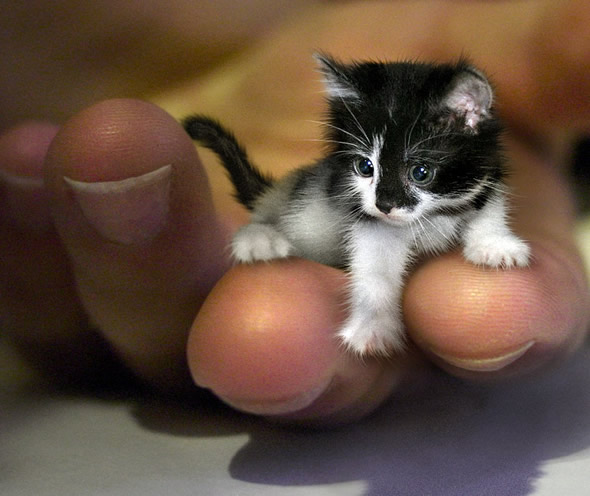 Esse seria o menor gato do mundo! Será que a foto é real? (foto: Reprodução/Internet)