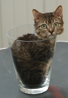 Menor gato do mundo! (foto: Reprodução/College of Veterinary Medicine)